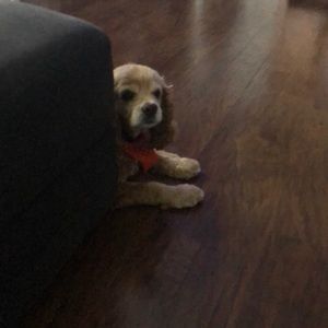 Meet your Posher, Donna